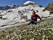 21 Dalla Baita del Camoscio fiorita di Crocus vernus (Zafferano maggiore) ora salgo al Passo di San Simone carico di neve 
